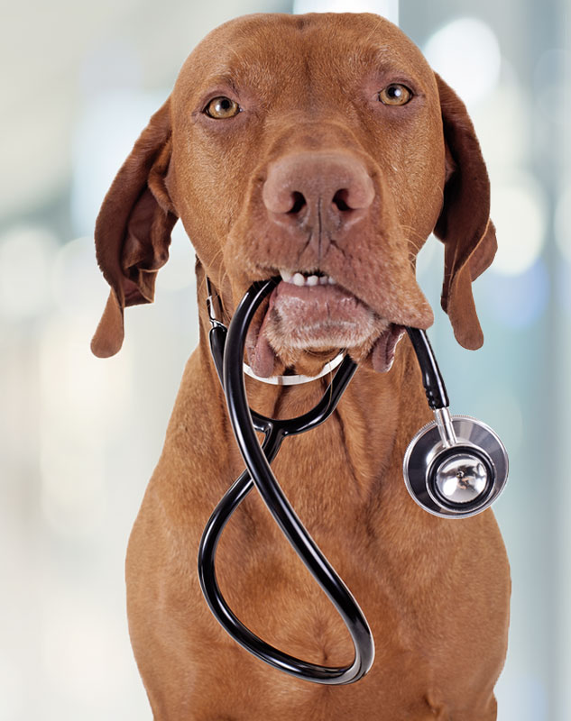 Home | Veterinarian in San Jose, CA | ARK Veterinary Care